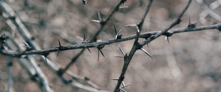 A Blessed Thorn