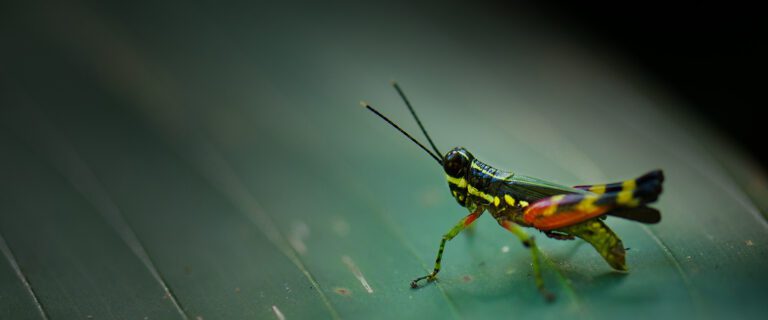 Giants and Grasshoppers