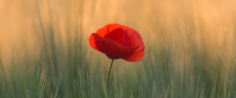 Setting Up Memorials