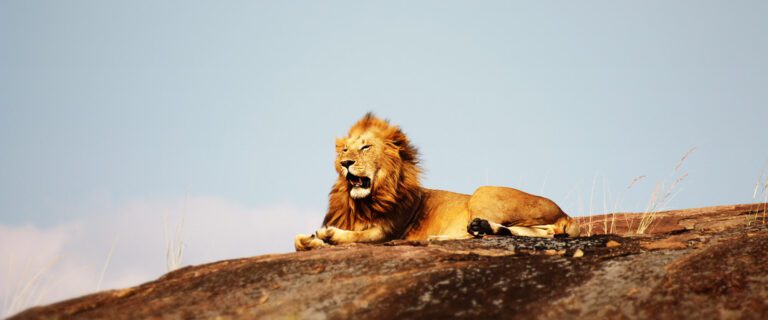 The Lion and the Lamb