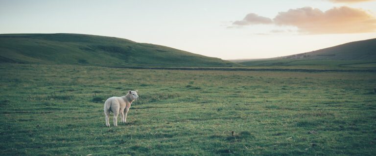 The Shepherd and the Lost Sheep