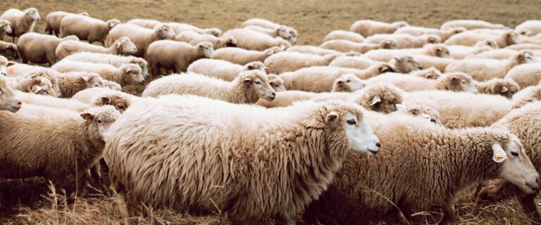 Following the Shepherd