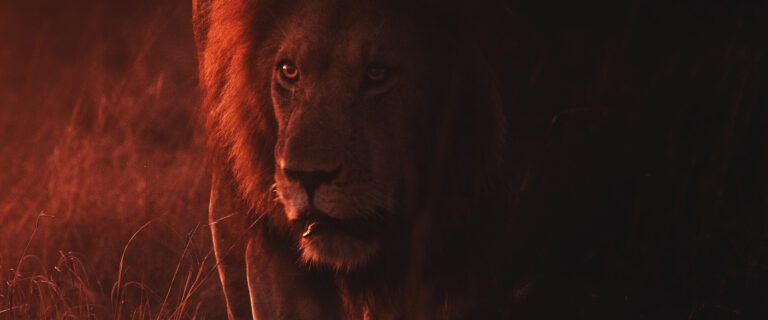 Contending with the Roaring Lion