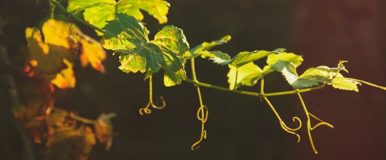 The True Vine