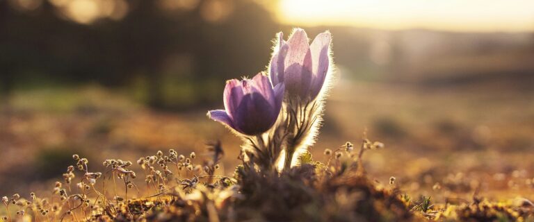 Our Individual Responsibility to Grow