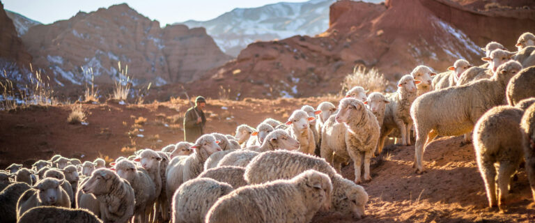 Jesus Is the Good Shepherd