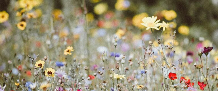 The Loss of Contentment